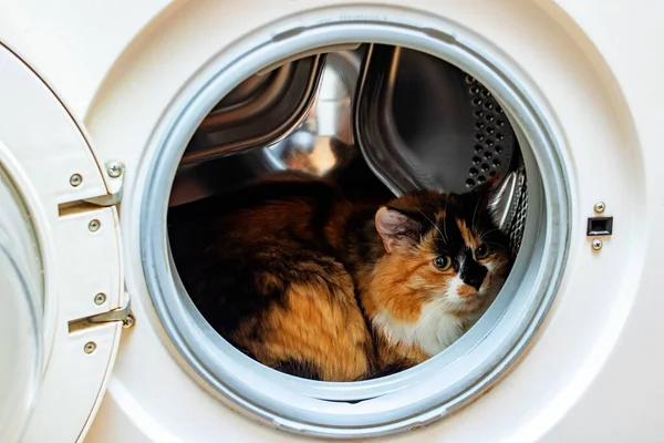 Fluffy cat sits in the washing machine close up