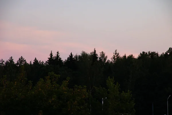 Roze Zonsondergang Hemel Boven Zwarte Boom Silhouetten Achtergrond — Stockfoto