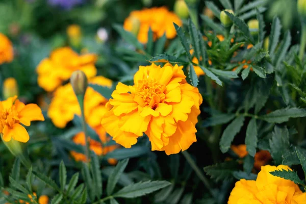 Flores Calêndula Amarelas Entre Folhas Verdes Fecham — Fotografia de Stock