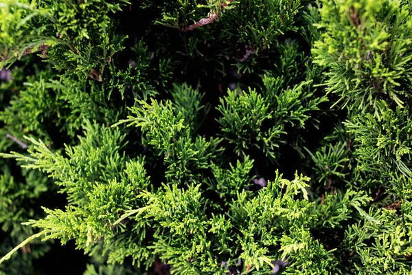 Zielone gałęzie jałowca zbliżenie, tło — Zdjęcie stockowe