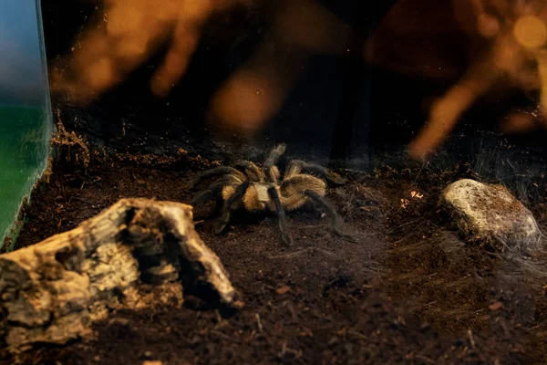 Velký Hnědý Pavouk Teráriu Zblízka — Stock fotografie