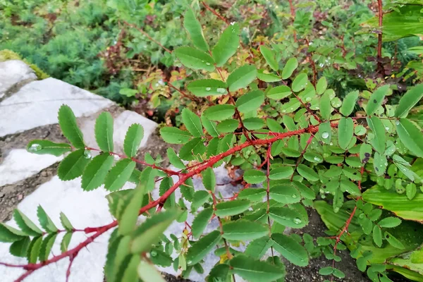 Rode Tak Van Een Plant Met Doornen Groene Bladeren — Stockfoto