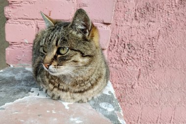 Çizgili sokak kedisi betonun üzerinde oturuyor.