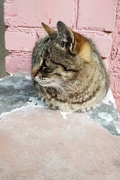 Striped Stray Cat Sitting Concrete Close — Stock Photo, Image