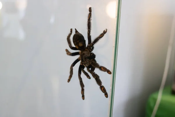 Velký Hnědý Pavouk Teráriu Skle — Stock fotografie
