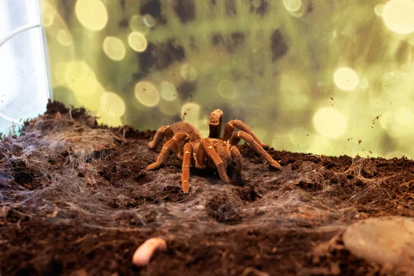 Spider Teraphosa Cravshai Teráriu Zblízka — Stock fotografie