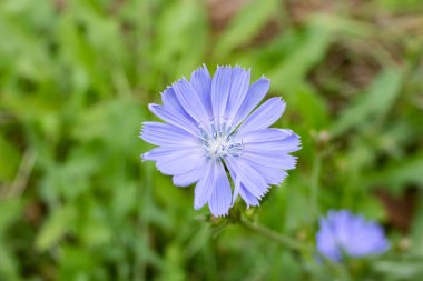 Yeşil yapraklı küçük mor çiçek