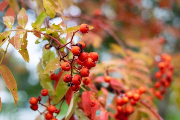 Röd Rönn Bär Gren Med Gula Blad — Stockfoto