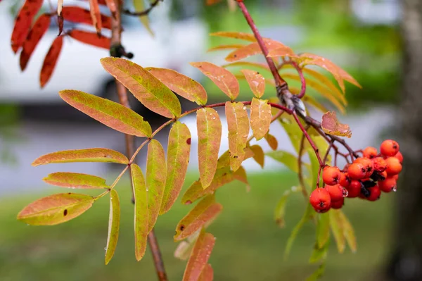 Röd Rönn Bär Gren Med Gula Blad — Stockfoto