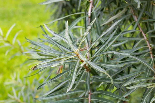 Långa Tunna Gröna Blad Nära Håll Grenen — Stockfoto