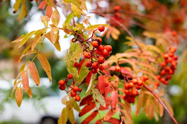 黄色の葉を持つ枝に赤いローワンベリー — ストック写真