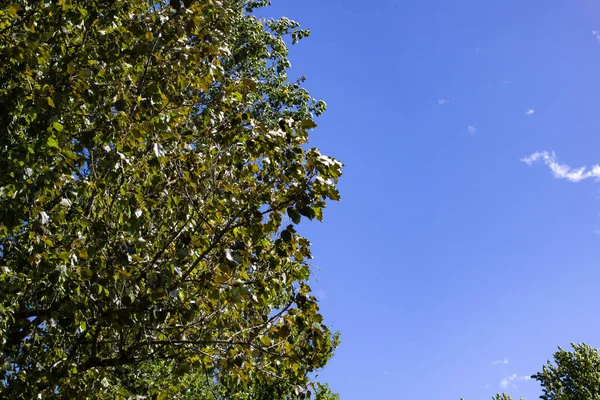 Gröna Blad Träd Grenar Mot Blå Himmel Kopiera Utrymme — Stockfoto