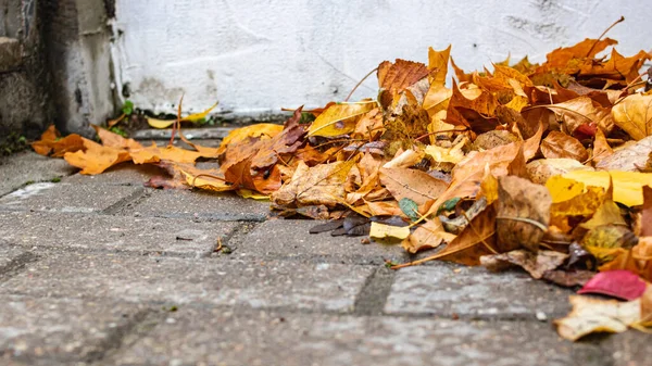 Jasnożółte Liście Jesieni Chodniku Zbliżenie — Zdjęcie stockowe
