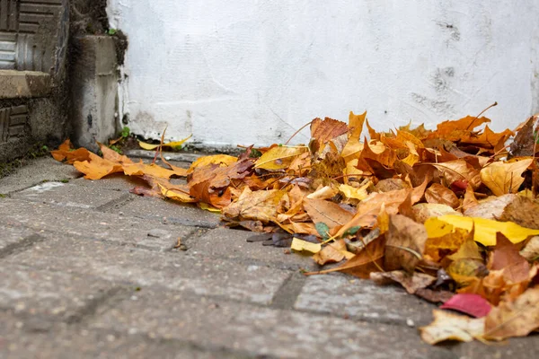 Jasnożółte Liście Jesieni Chodniku Zbliżenie — Zdjęcie stockowe