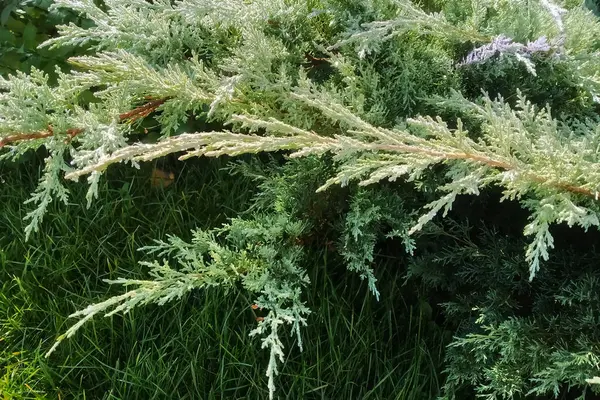Gröna Grenar Cypress Nära Håll Makrofoto — Stockfoto