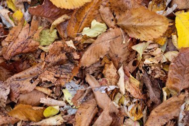 Sarı sonbahar yaprakları yeşil çimlere yakın