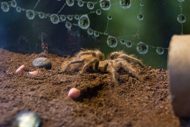 Örümcek nhandu bir akvaryumda vızıldıyor.