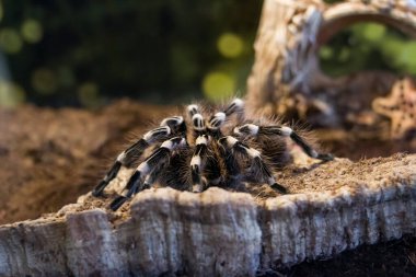 Teraryumdaki örümcek brachypelma auratum 'u