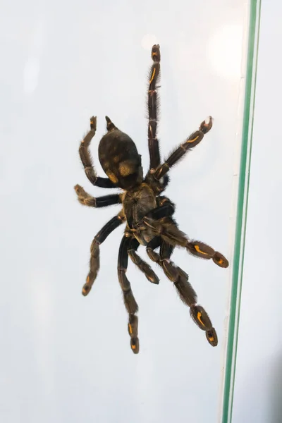 Große Braune Spinne Terrarium Auf Glas — Stockfoto