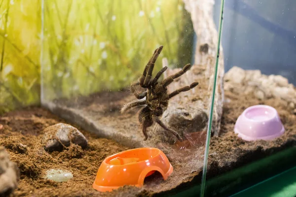 Spider Nhandu Vulping Teráriu Zblízka — Stock fotografie
