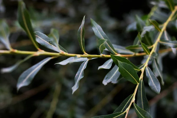 Las Hojas Delgadas Verdes Del Arbusto Oscuro Ckose — Foto de Stock