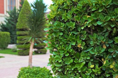 Tasarımlarınız için yeşil doğa arka plan ile akçaağaç yaprakları