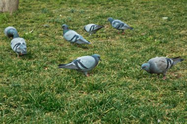 Mavi rock güvercin Azerbaycan bahar doğa içinde. Yerdeki yiyecek bulmak rock güvercin veya rock güvercin, çim sahada yürüme deneyin .