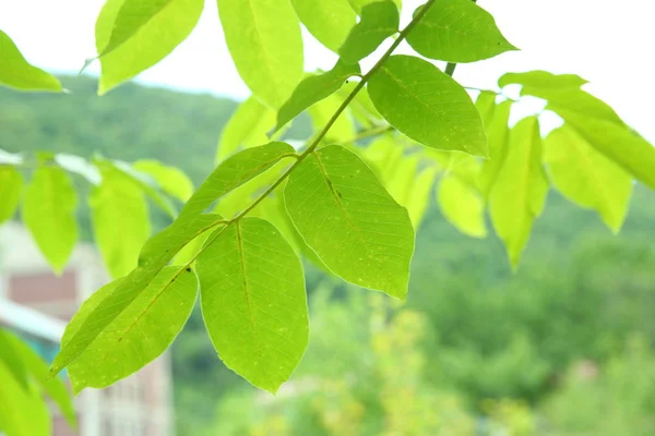 Молодые Зеленые Листья Ореха Саду Фон Зеленых Листьев Стволе Яблони — стоковое фото