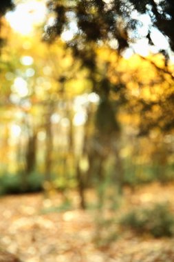 Sonbahar doku ve arka plan ormanda