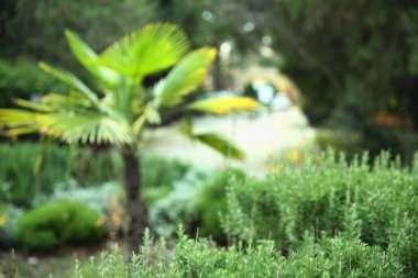 Yeşil arka planlar ve Bahçe dokular