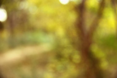 Sonbaharda olgun alıç. Yakın çekim. Azerbaycan. A yakın çekim alıç dalı üzerinde çilek. Azerbaycan