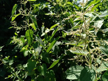 Beyaz ölü nettles çim. Urtica dioica, genellikle ortak ısırgan veya ısırgan otu adı.
