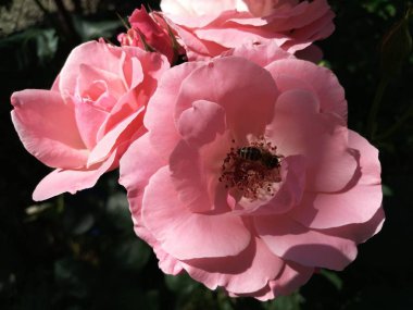 Pembe gül yaz bahçesinde Gül Bush. Güzel bir pembe gül üzerinde oturan arı