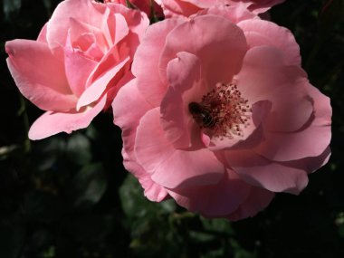 Pembe gül yaz bahçesinde Gül Bush. Güzel bir pembe gül üzerinde oturan arı