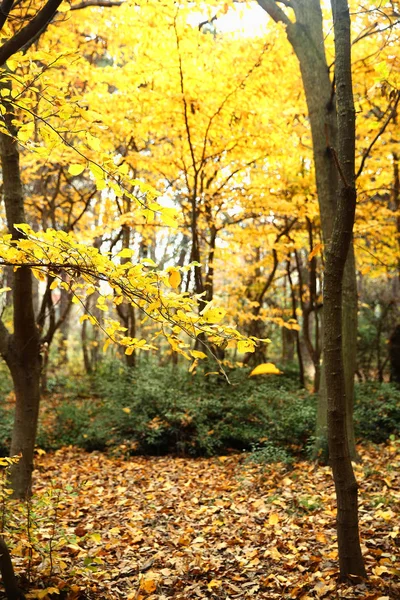 Autumn Texture Background Woods — Stock Photo, Image