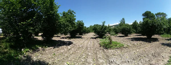 Amazing Tobacco plantation . Fresh new born tobacco plant fields.