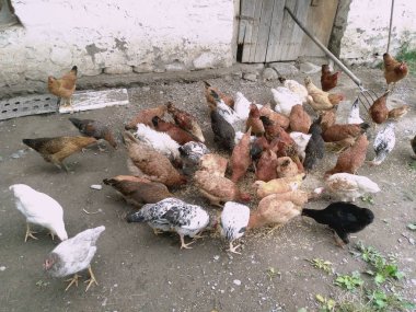 Tavuk ve tavuk yemek yeme. Tavuk, tavuk, feribot, hamamböceği yiyor