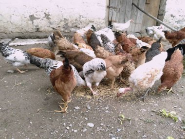 Tavuk ve tavuk yemek yeme. Tavuk, tavuk, feribot, hamamböceği yiyor