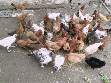 Tavuk ve tavuk yemek yeme. Tavuk, tavuk, feribot, hamamböceği yiyor