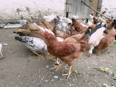 Tavuk ve tavuk yemek yeme. Tavuk, tavuk, feribot, hamamböceği yiyor