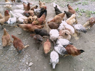 Tavuk ve tavuk yemek yeme. Tavuk, tavuk, feribot, hamamböceği yiyor