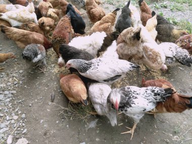 Tavuk ve tavuk yemek yeme. Tavuk, tavuk, feribot, hamamböceği yiyor