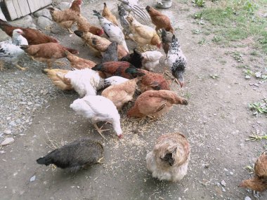 Tavuk ve tavuk yemek yeme. Tavuk, tavuk, feribot, hamamböceği yiyor