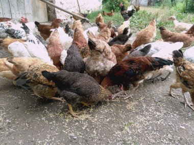 Tavuk ve tavuk yemek yeme. Tavuk, tavuk, feribot, hamamböceği yiyor