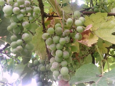 Yeşil yapraklar. Üzümün üzerine asılı bir dizi yeşil üzüm. Bir dalüzerinde yeşil üzüm demeti.