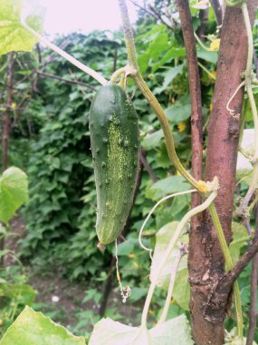 Salatalık bitki çiçeklenme ve küçük dikenli salatalık vererek. Salatalık çiçeği. Küçük salatalık sarı çiçekler. Meyveler olgunlaşmaya başlar. Yeşil yaprakların arka planında.