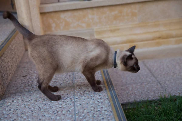 Fängt Die Frau Die Siamesische Katze Siamesische Katzen — Stockfoto