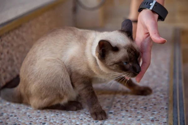 Mulher Apanha Gato Siamês Gatos Siameses — Fotografia de Stock