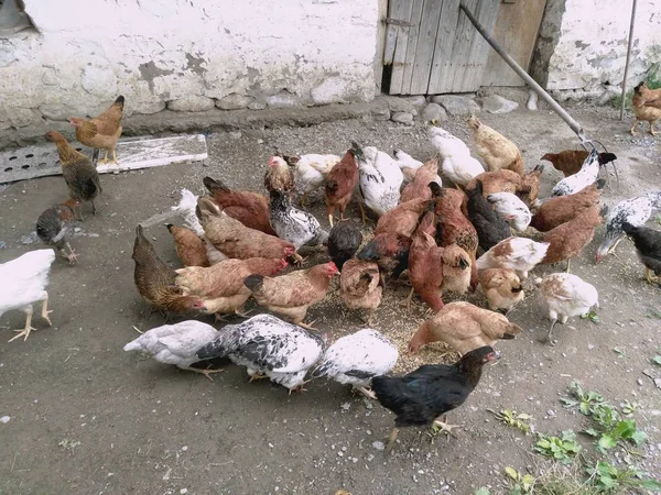 鶏と鶏料理を食べるします チキン チキン フェリー ゴキブリから食べる — ストック写真
