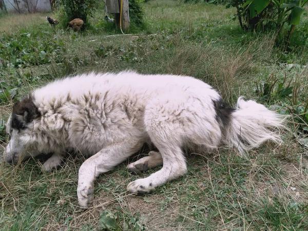 Weißer Schwarzhaariger Hofhund Grauer Hund — Stockfoto